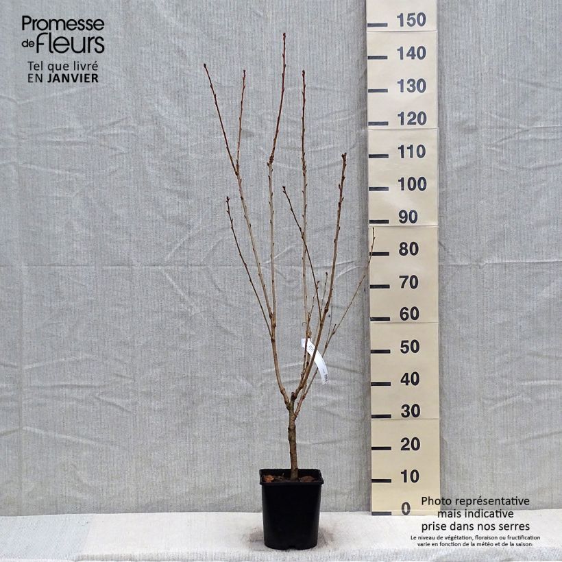 Example of Prunus serrulata Pink Perfection - Ciliegio da fiore Vaso da 4L/5L as you get in hiver