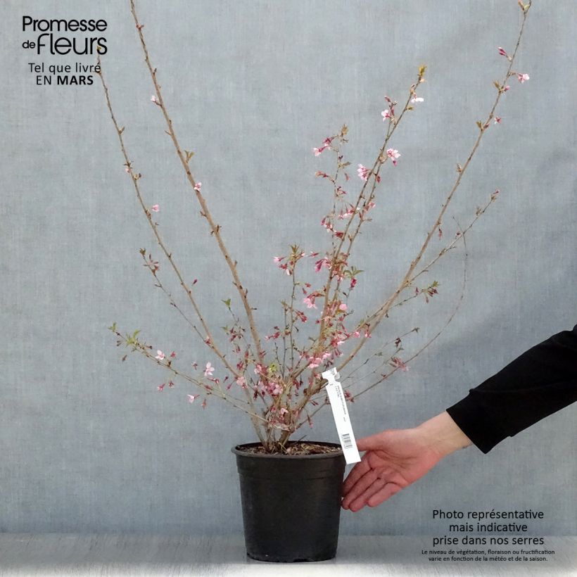Prunus subhirtella Fukubana - Ciliegio da fiore Vaso da 4L/5L esemplare consegnato in primavera