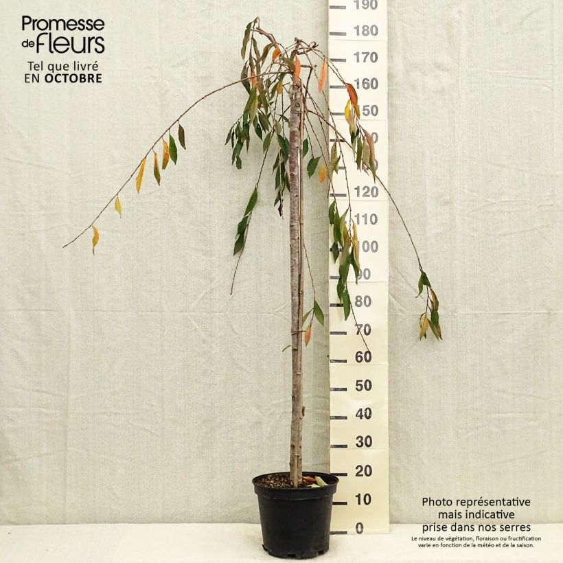 Esemplare di Prunus subhirtella Pendula Rubra - Ciliegio da fiore Vaso da 7,5L/10L, Vaso impalcato come consegnato in autunno