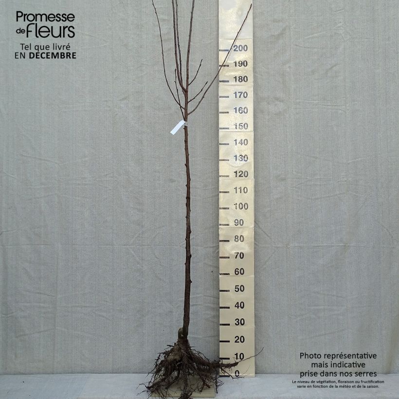 Prunus sargentii - Ciliegio da fiore Piante grandi a radice nuda, Vaso impalcato esemplare consegnato in inverno