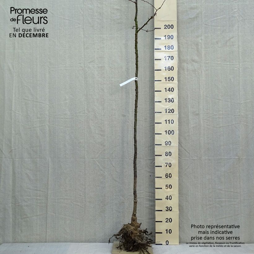 Prunus Accolade - Ciliegio da fiore Piante grandi a radice nuda, Vaso impalcato esemplare consegnato in inverno