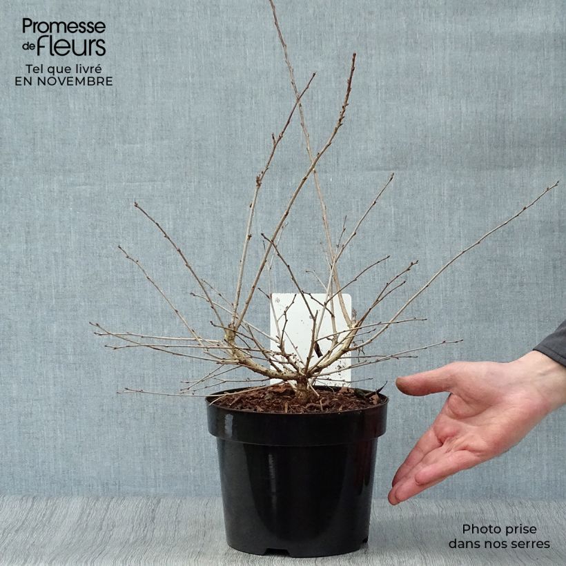 Esemplare di Prunus incisa Mikinori - Ciliegio da fiore Vaso da 3L/4L come consegnato in autunno
