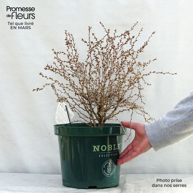 Example of Prunus incisa Kojo no mai - Ciliegio da fiore Vaso da 7,5L/10L as you get in printemps