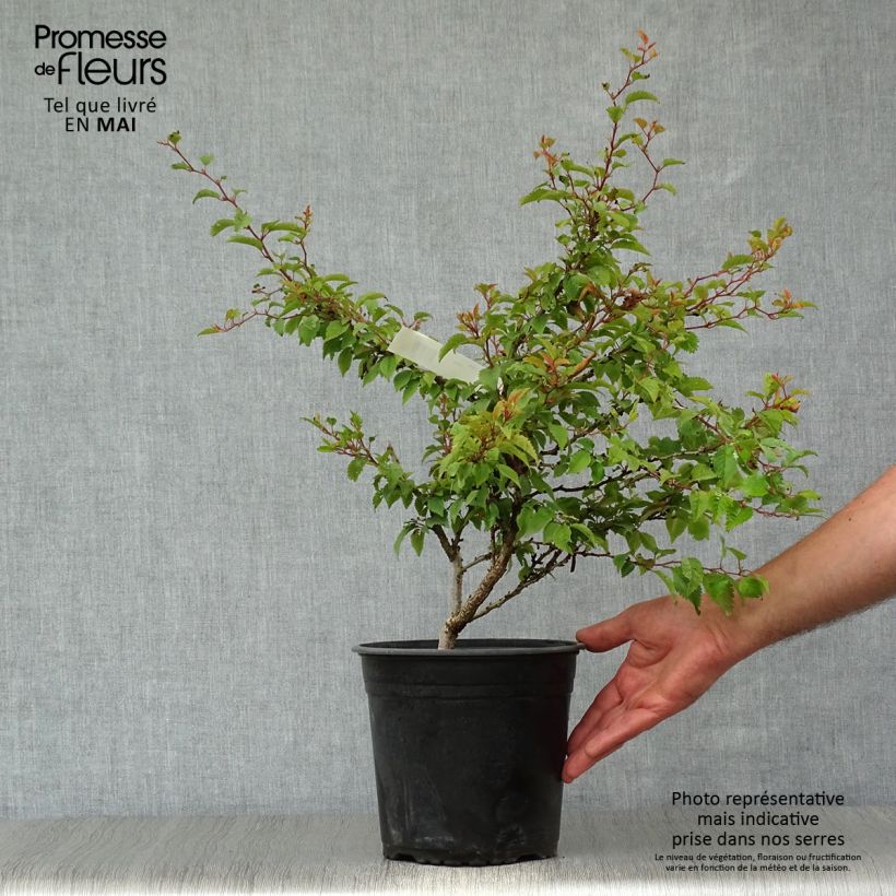 Example of Prunus incisa Kojo no mai - Ciliegio da fiore Vaso da 2L/3L as you get in printemps