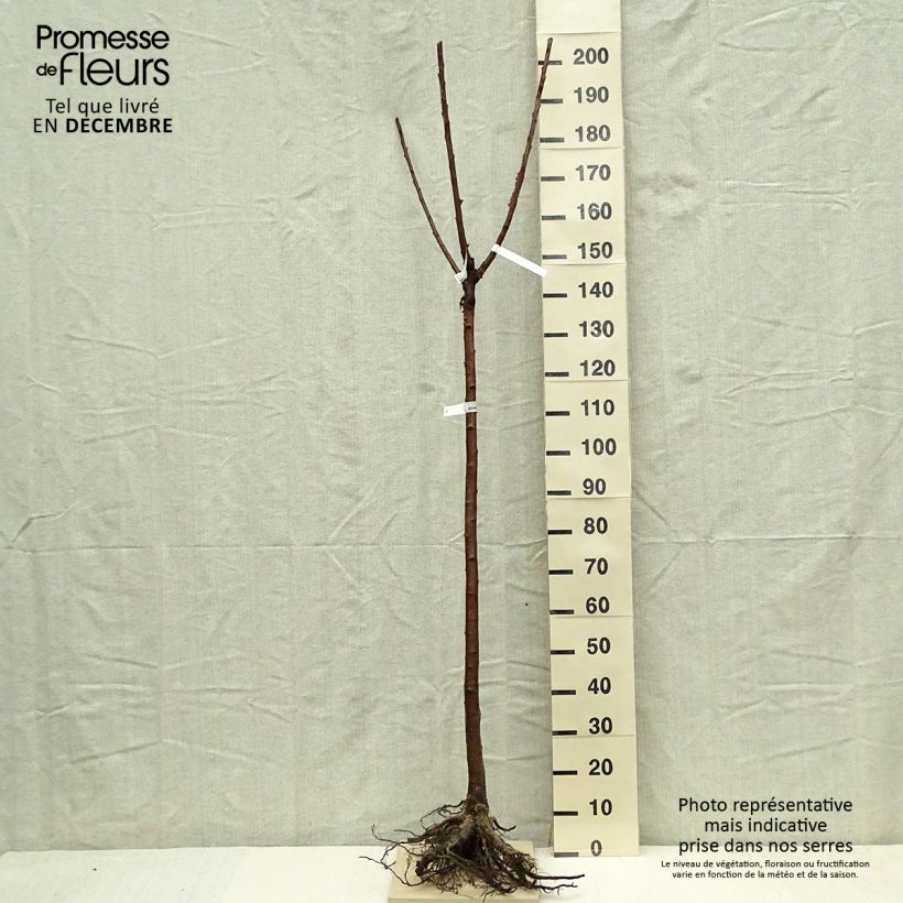 Ciliegio Bigalise Piante grandi a radice nuda, Vaso impalcato medio esemplare consegnato in inverno