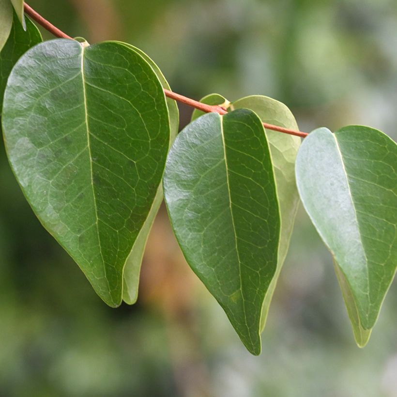 Eugenia uniflora (Fogliame)
