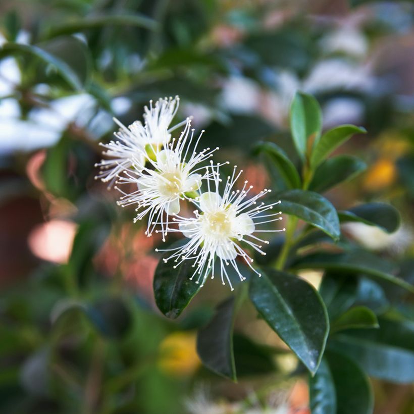 Eugenia uniflora (Fioritura)