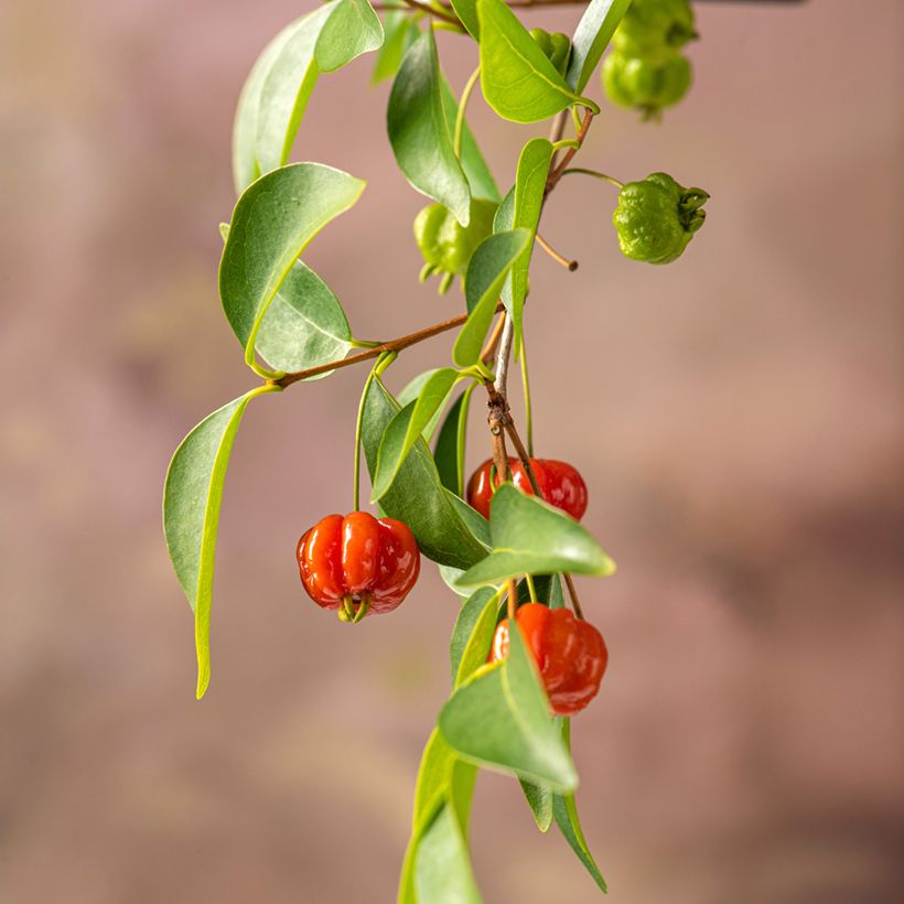 Eugenia uniflora (Raccolta)