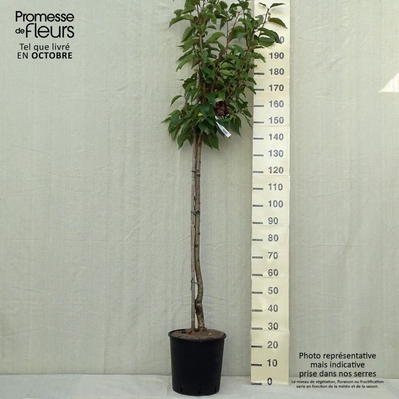 Esemplare di Prunus serrulata Kanzan - Ciliegio da fiore Vaso da 7,5L/10L, Vaso impalcato come consegnato in autunno