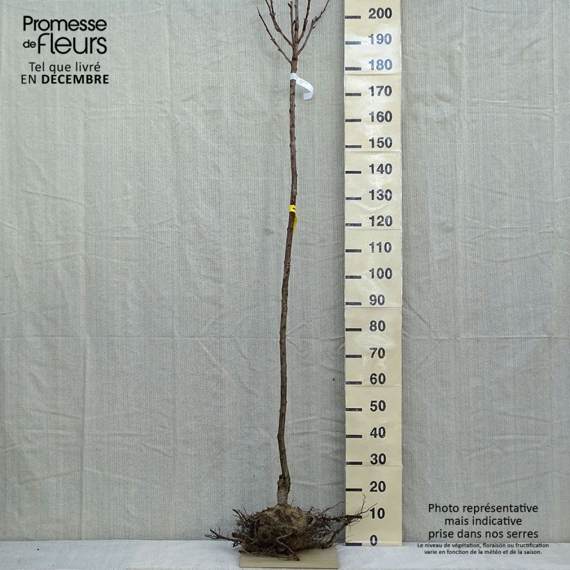 Prunus serrulata Kanzan - Ciliegio da fiore Piante grandi a radice nuda, Vaso impalcato esemplare consegnato in inverno