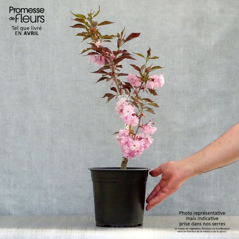Prunus serrulata Royal Burgundy - Ciliegio da fiore Vaso da 4L/5L esemplare consegnato in primavera