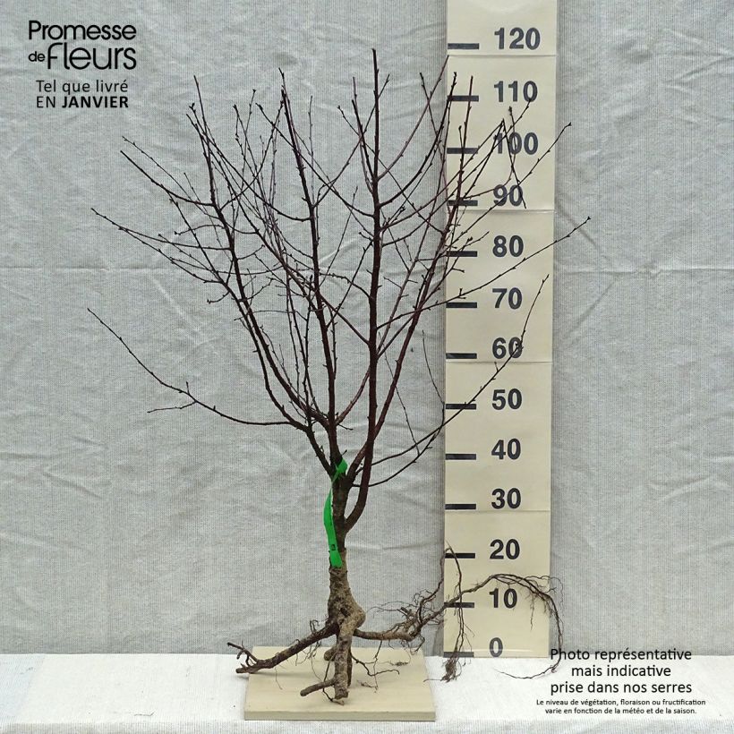 Amareno Fruitality Cherry Baby Piante grandi a radice nuda, Astone esemplare consegnato in inverno