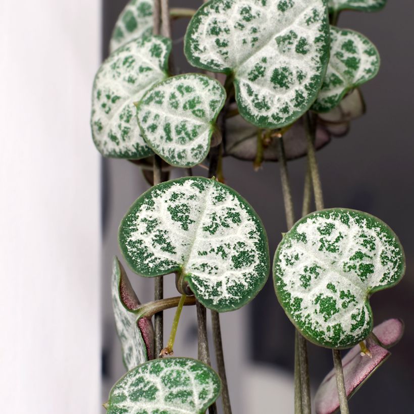 Ceropegia woodii - Collana di cuori (Fogliame)