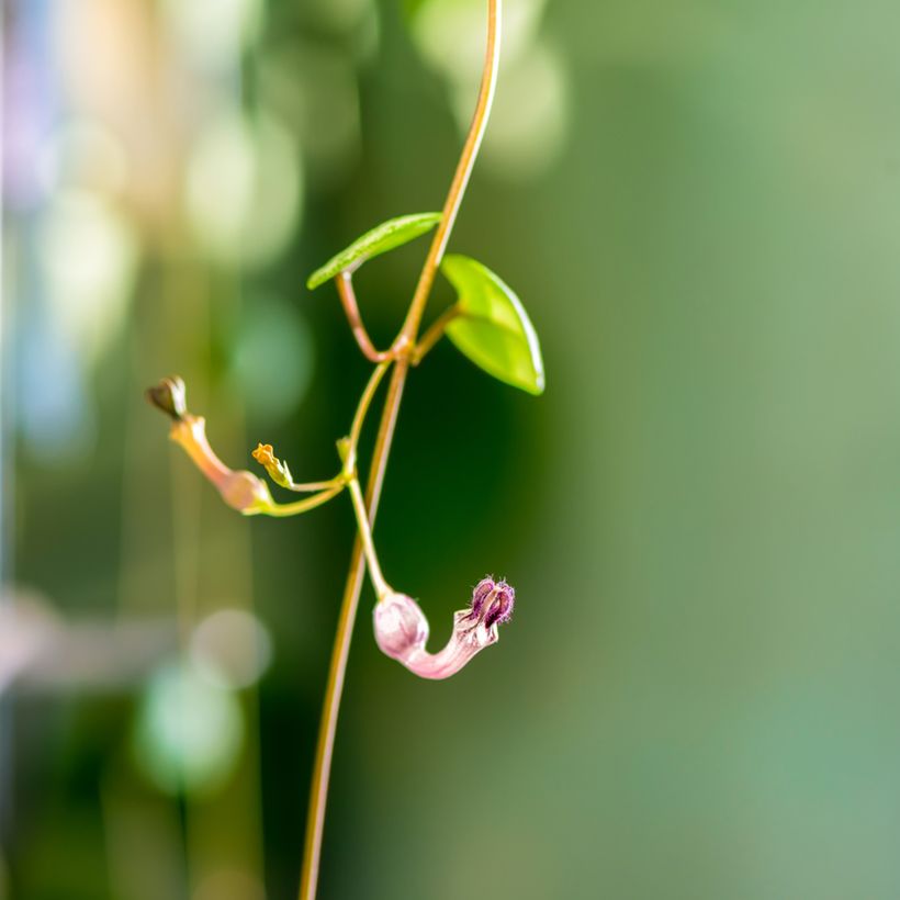 Ceropegia woodii - Collana di cuori (Fioritura)