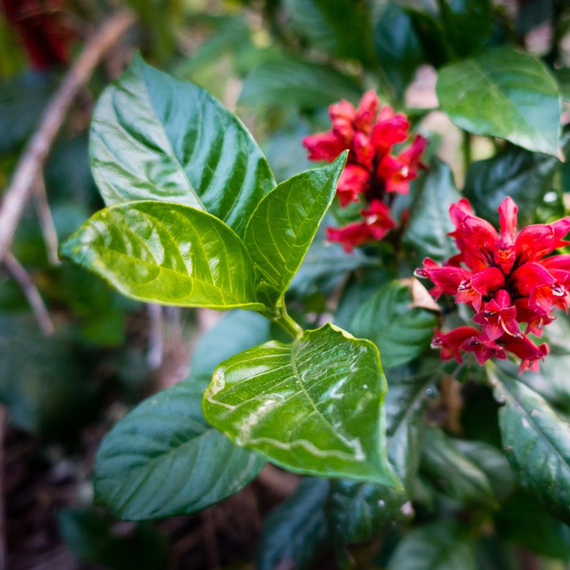 Cestrum fasciculatum Newellii (Fogliame)
