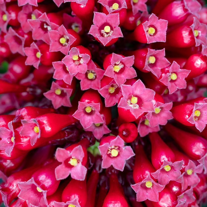 Cestrum fasciculatum Newellii (Fioritura)