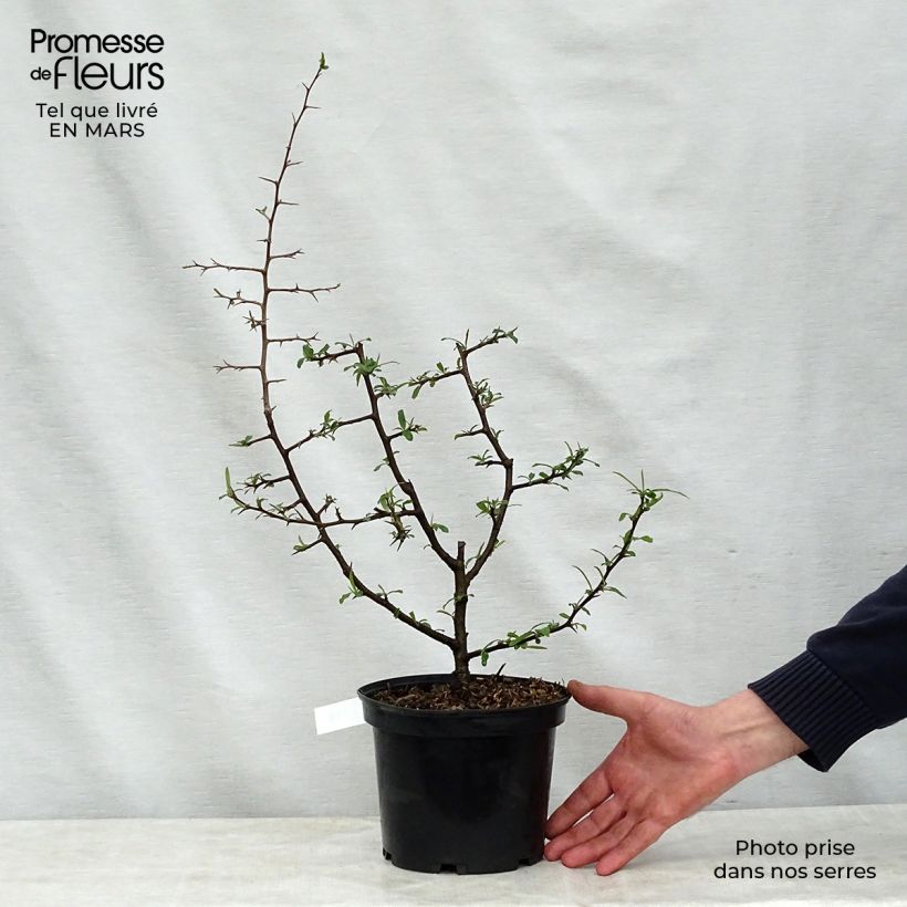 Example of Chaenomeles cathayensis Vaso da 3L/4L as you get in printemps
