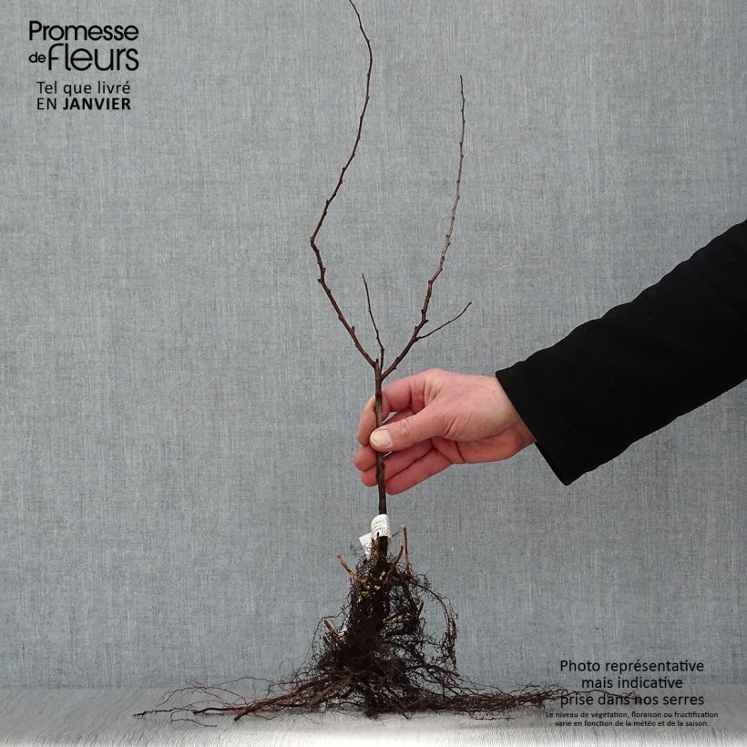 Example of Chaenomeles japonica - Fior di Pesco Piante piccole a radice nuda as you get in hiver