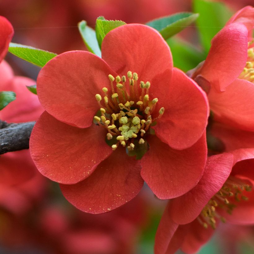 Chaenomeles japonica - Fior di Pesco (Flowering)