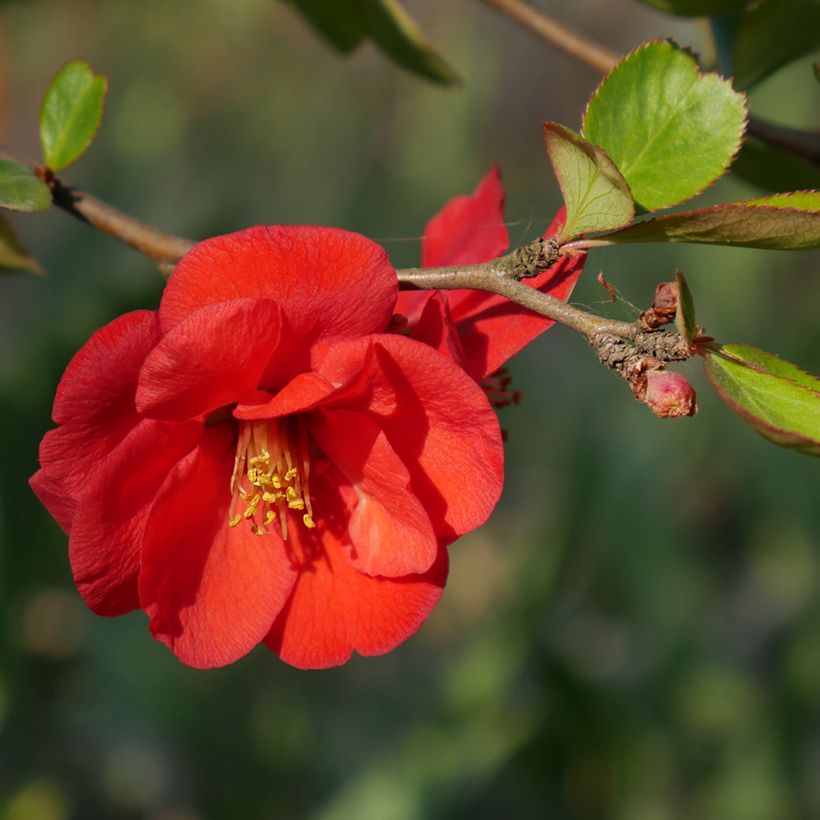 Chaenomeles superba Nicoline - Fior di Pesco (Fioritura)