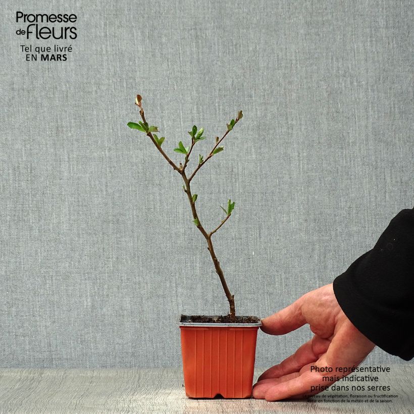 Chaenomeles superba Nicoline - Fior di Pesco Vasetto da 8/9 cm esemplare consegnato in primavera