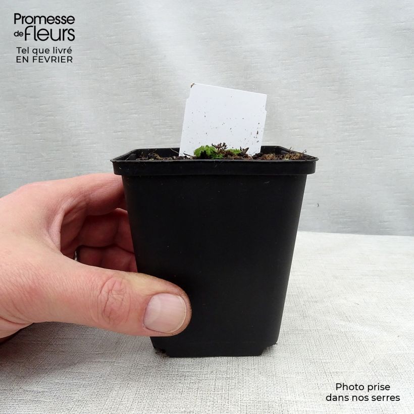 Chaerophyllum hirsutum Roseum - Cerfoglio irsuto Vasetto da 8/9 cm esemplare consegnato in inverno