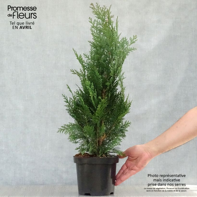 Chamaecyparis lawsoniana Alumii - Cipresso bianco Vaso da 3L/4L esemplare consegnato in primavera