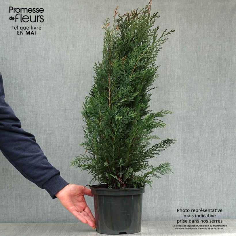 Chamaecyparis lawsoniana Columnaris - Cipresso bianco Vaso da 4L/5L esemplare consegnato in primavera