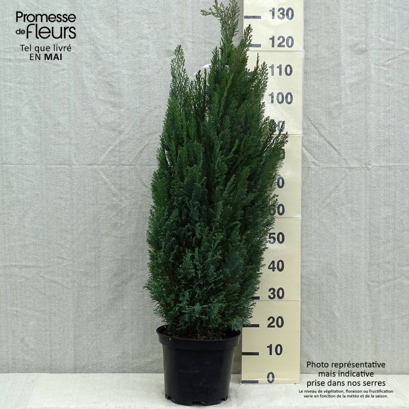 Chamaecyparis lawsoniana Elwoodii - Cipresso bianco Vaso da 7,5L/10L esemplare consegnato in primavera