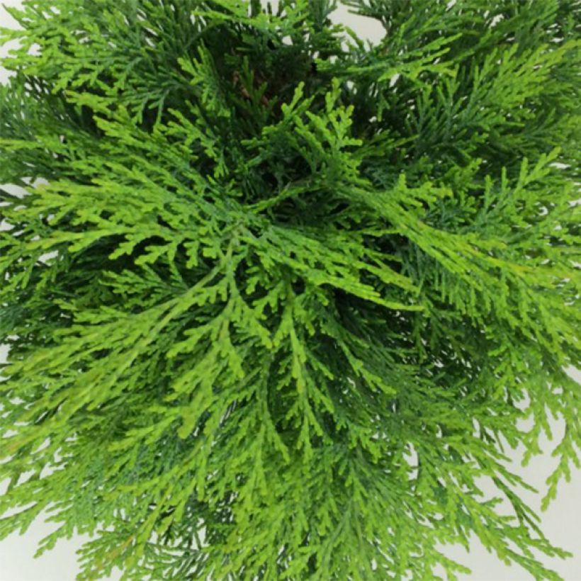 Chamaecyparis lawsoniana Mini Globus - Cipresso bianco (Fogliame)