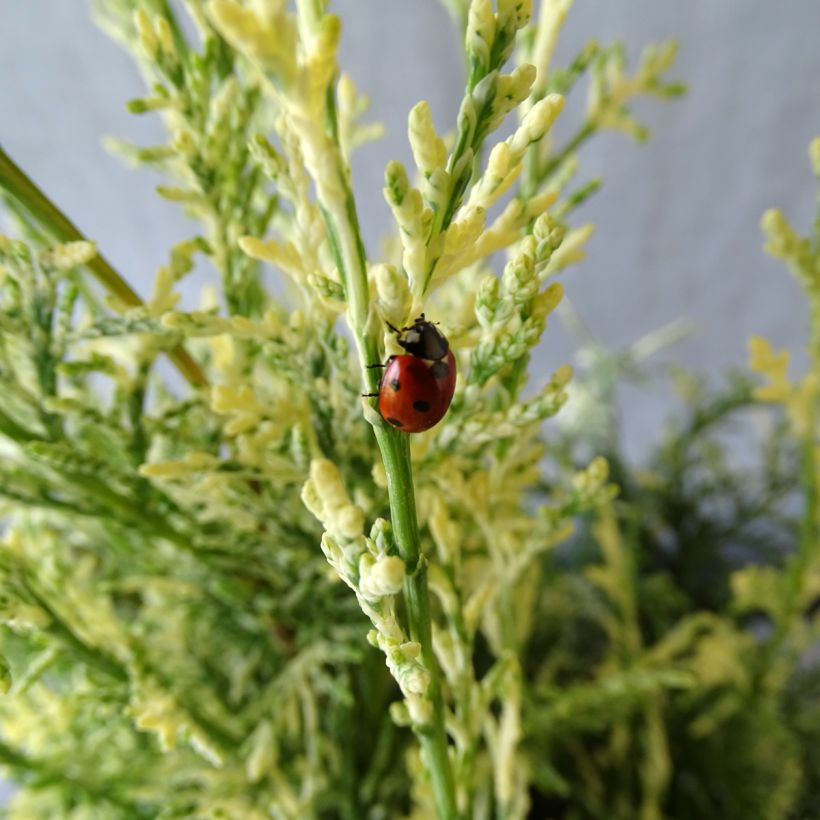 Chamaecyparis lawsoniana Pearly Swirls - Cipresso bianco (Foliage)