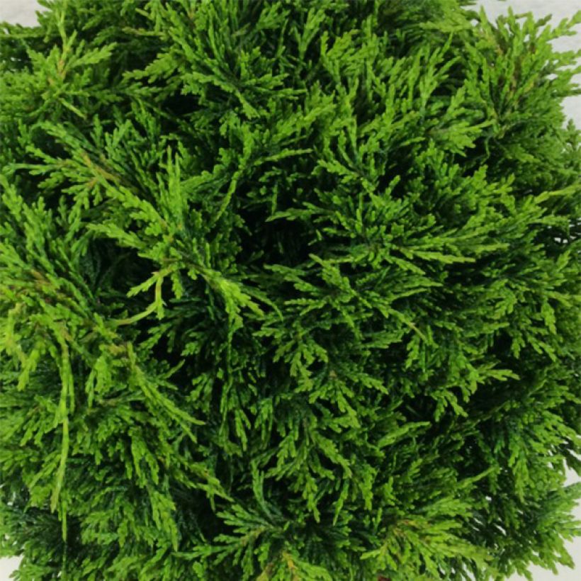 Chamaecyparis lawsoniana Twisted Ball - Cipresso bianco (Fogliame)