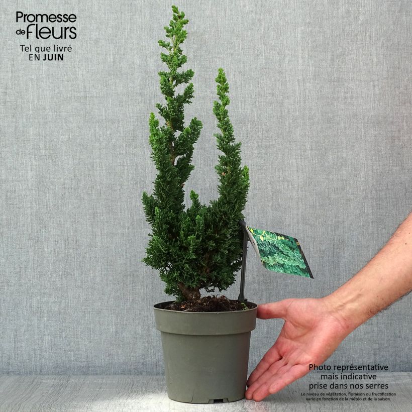 Example of Chamaecyparis lawsoniana Wissel's Saguaro - Cipresso bianco Vaso da 2L/3L as you get in printemps