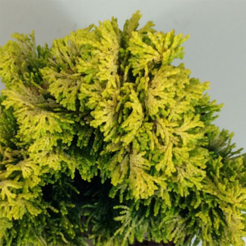 Chamaecyparis obtusa Andorra - Cipresso di Hinoki (Foliage)