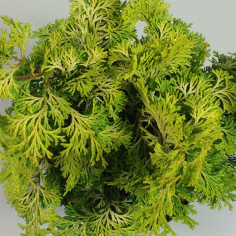 Chamaecyparis obtusa Aurea - Cipresso di Hinoki (Fogliame)