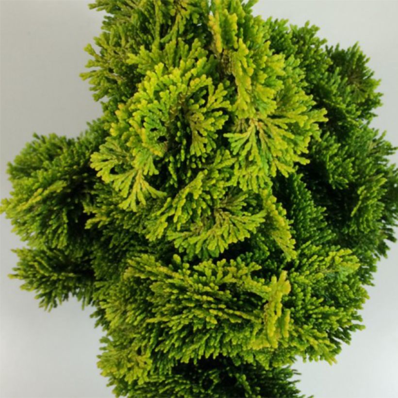 Chamaecyparis obtusa Aurora - Cipresso di Hinoki (Foliage)