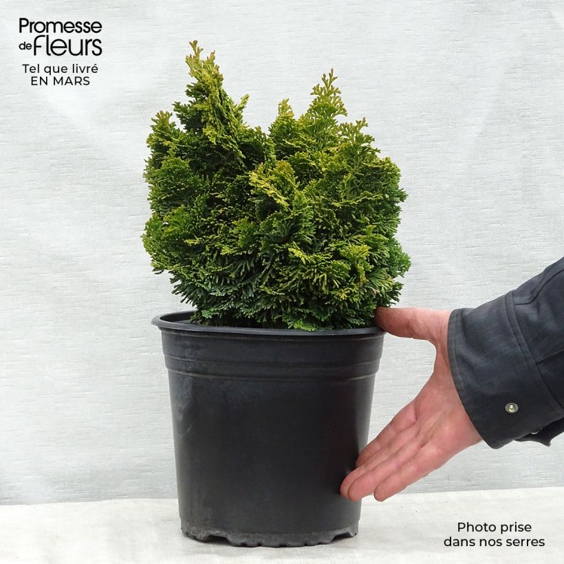 Example of Chamaecyparis obtusa Aurora - Cipresso di Hinoki Vaso da 4L/5L as you get in printemps