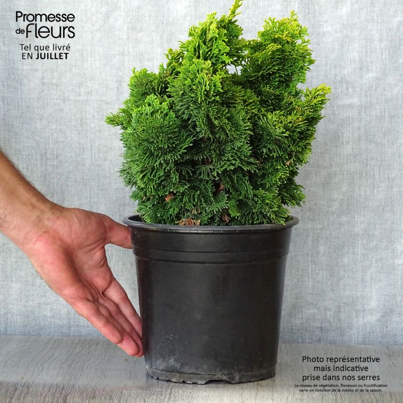 Esemplare di Chamaecyparis obtusa Aurora - Cipresso di Hinoki Vaso da 4L/5L consegnato in estate