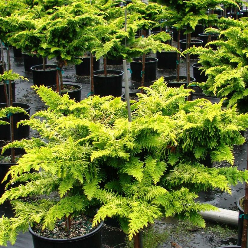 Chamaecyparis obtusa Fernspray Gold - Cipresso di Hinoki (Plant habit)