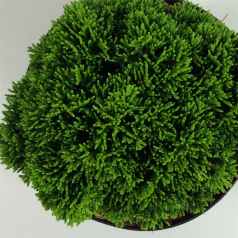 Chamaecyparis obtusa Juniperoides - Cipresso di Hinoki (Foliage)