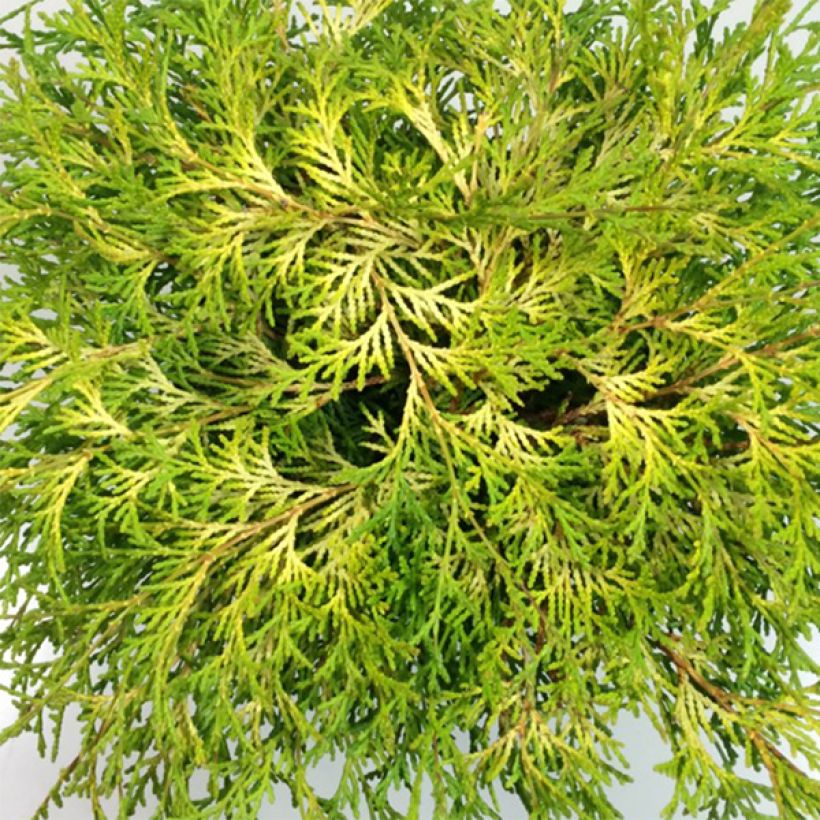 Chamaecyparis obtusa Kamarachiba - Cipresso di Hinoki (Foliage)