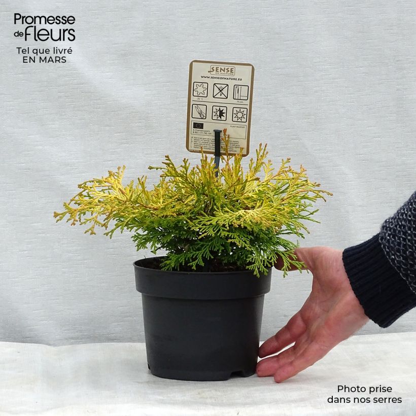 Example of Chamaecyparis obtusa Kamarachiba - Cipresso di Hinoki Vaso da 2L/3L as you get in printemps