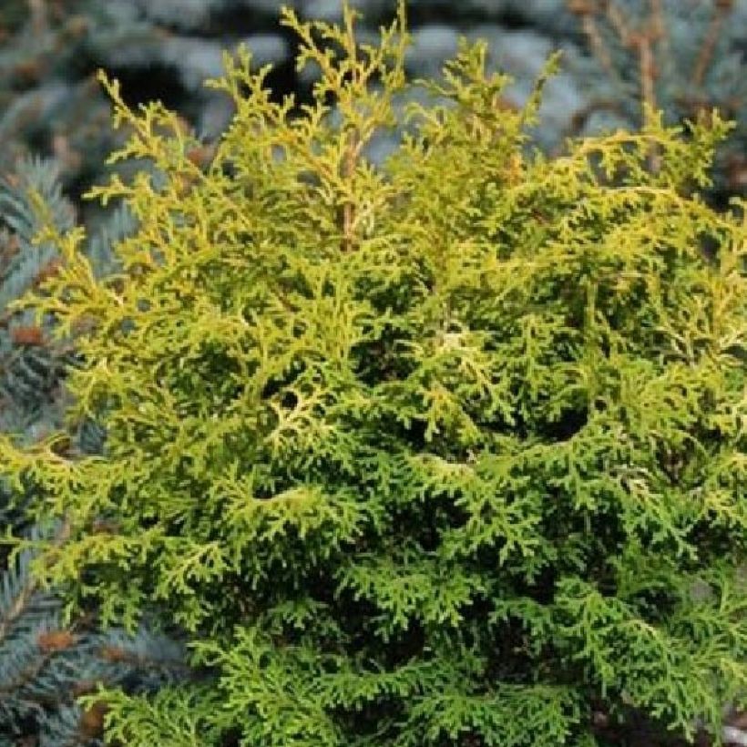 Chamaecyparis obtusa Melody - Cipresso di Hinoki (Foliage)