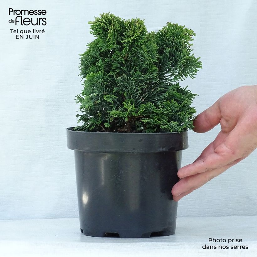 Esemplare di Chamaecyparis obtusa Nana Gracilis - Cipresso di Hinoki Vaso da 2L/3L consegnato in estate