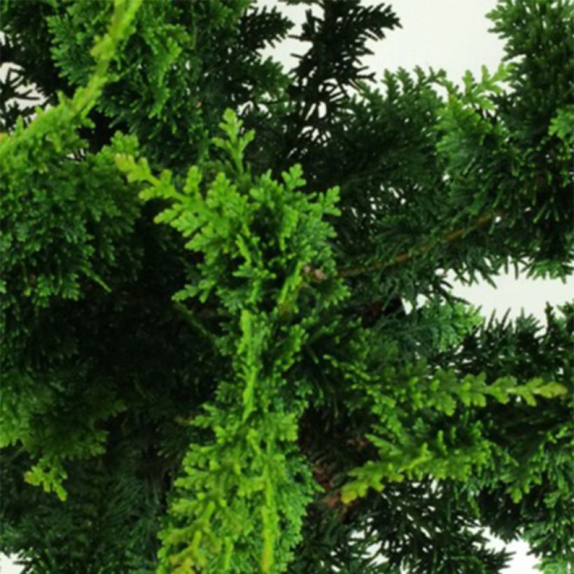 Chamaecyparis obtusa Teddy Bear - Cipresso di Hinoki (Foliage)