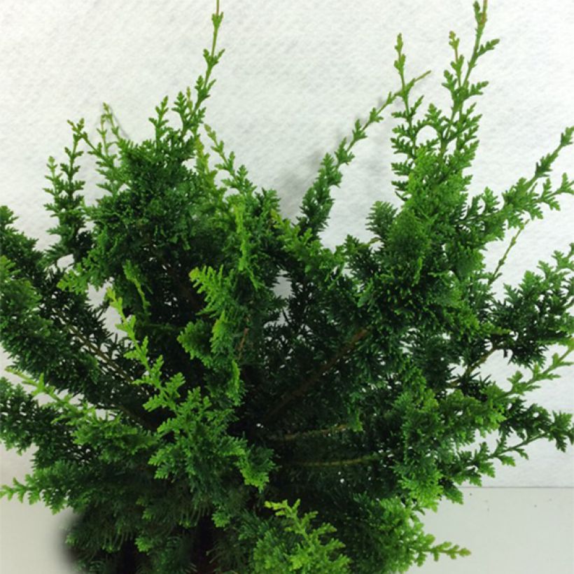 Chamaecyparis obtusa Teddy Bear - Cipresso di Hinoki (Plant habit)