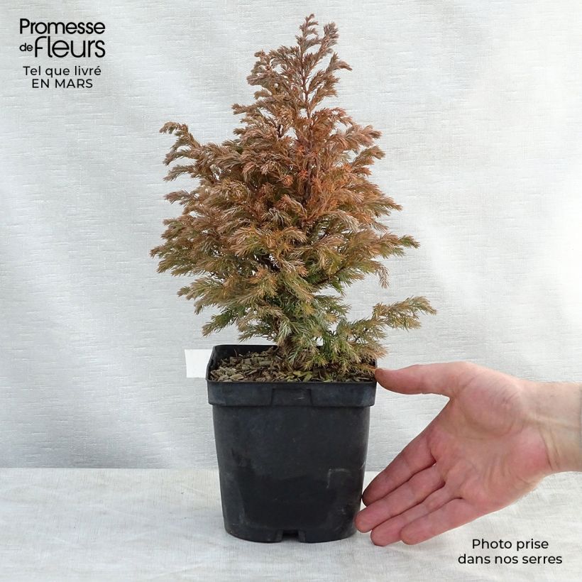Chamaecyparis pisifera Boulevard Vaso da 2L/3L esemplare consegnato in primavera