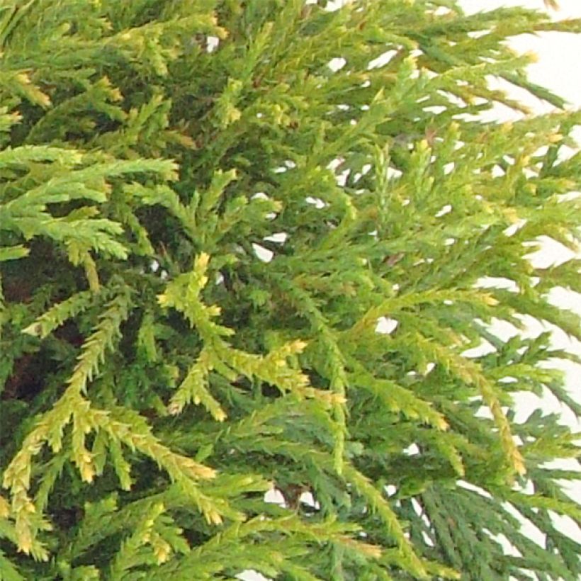 Chamaecyparis pisifera Filifera Nana (Foliage)