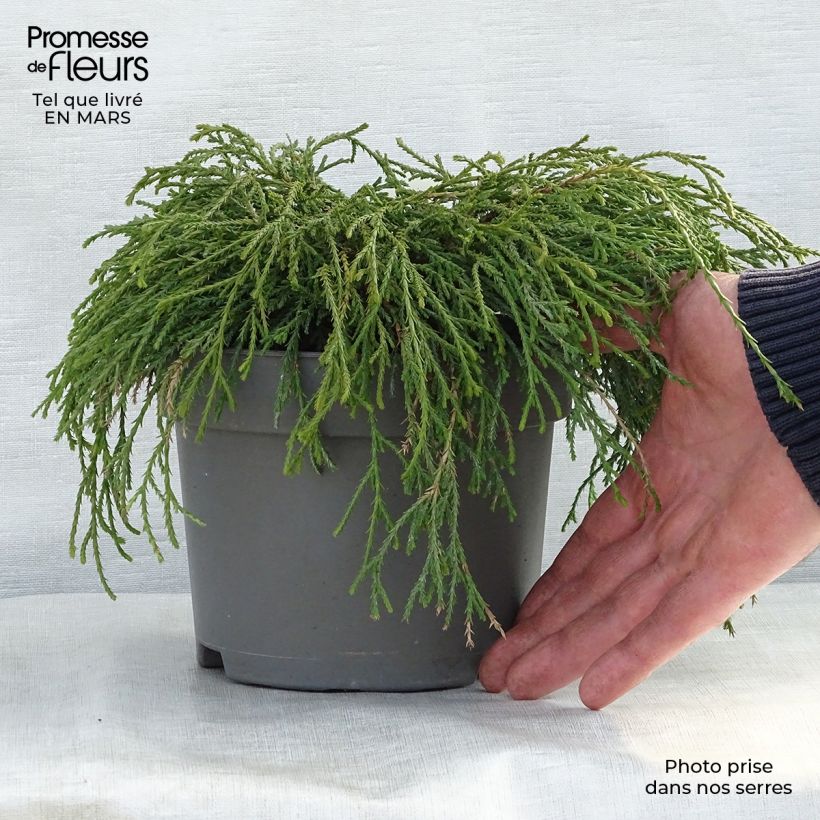 Example of Chamaecyparis pisifera Filifera Nana Vaso da 2L/3L as you get in printemps