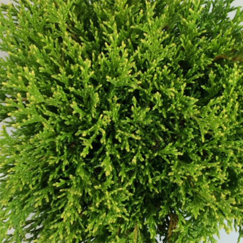 Chamaecyparis pisifera Filip's Happy Day (Foliage)